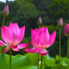 Bloom